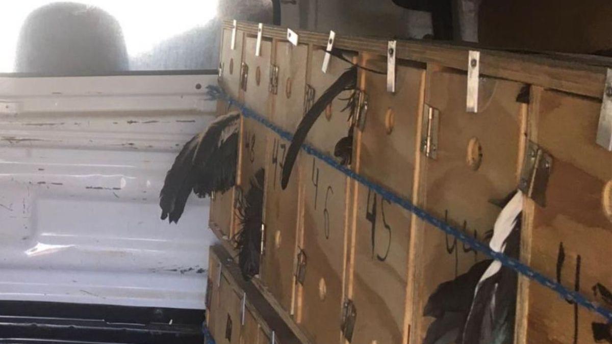 Gallos transportados en la furgoneta detenida el 31 de mayo.