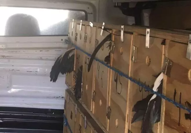 Nueva pista de las peleas ilegales de gallos en Cataluña
