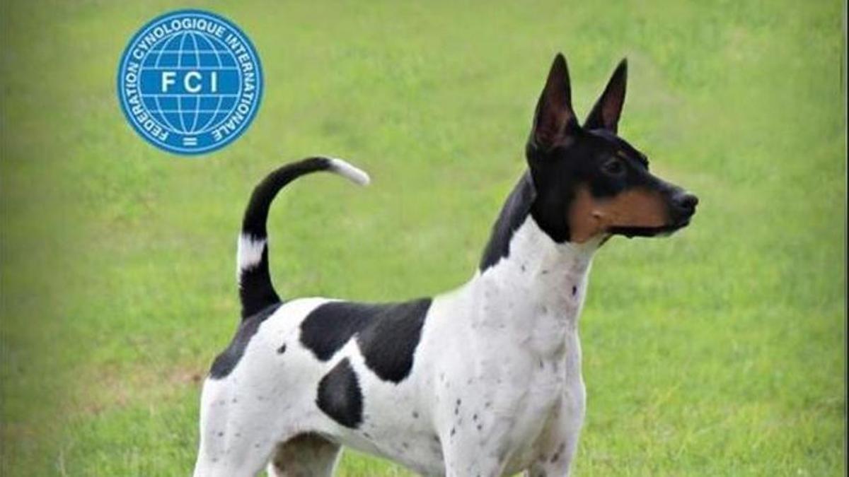 Ratonero Valenciano: una de las razas de perros de caza más demandadas en España