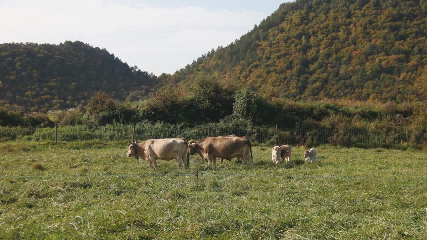 Acció Climàtica contractarà ramats per prevenir incendis