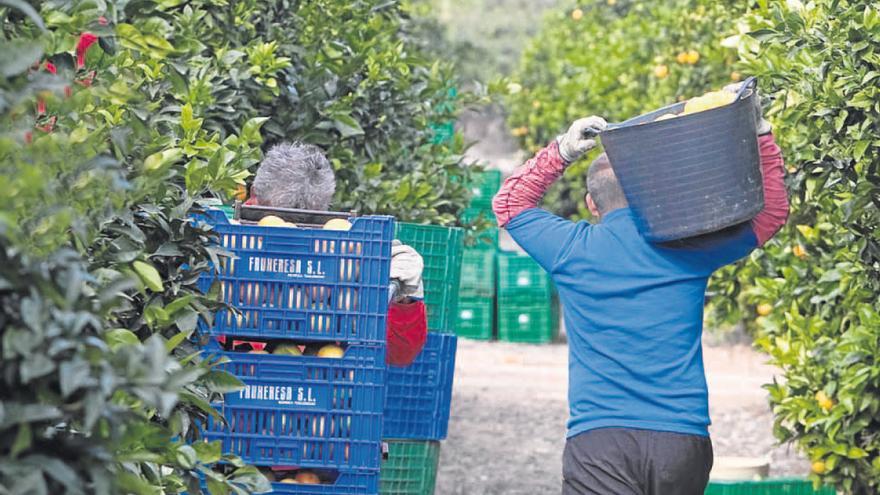 El alza de los contratos abusivos en cítricos subleva a los agricultores de Castellón