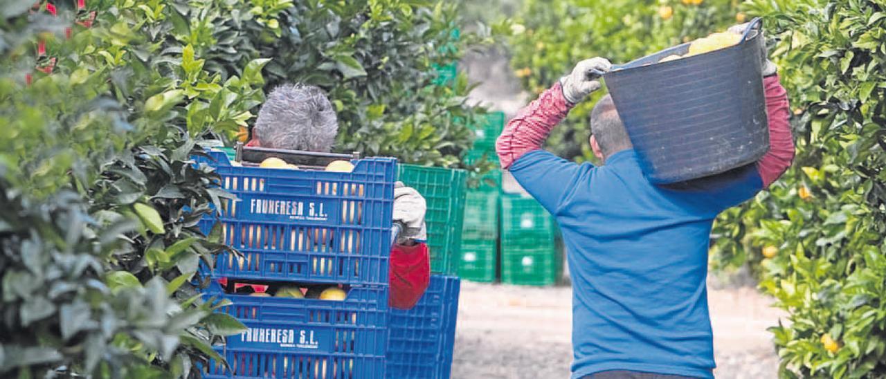 Dos trabajadores recogen naranjas en una finca citrícola.