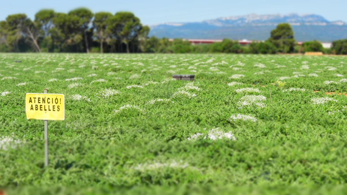 Flores intercaladas en el campo de sandías