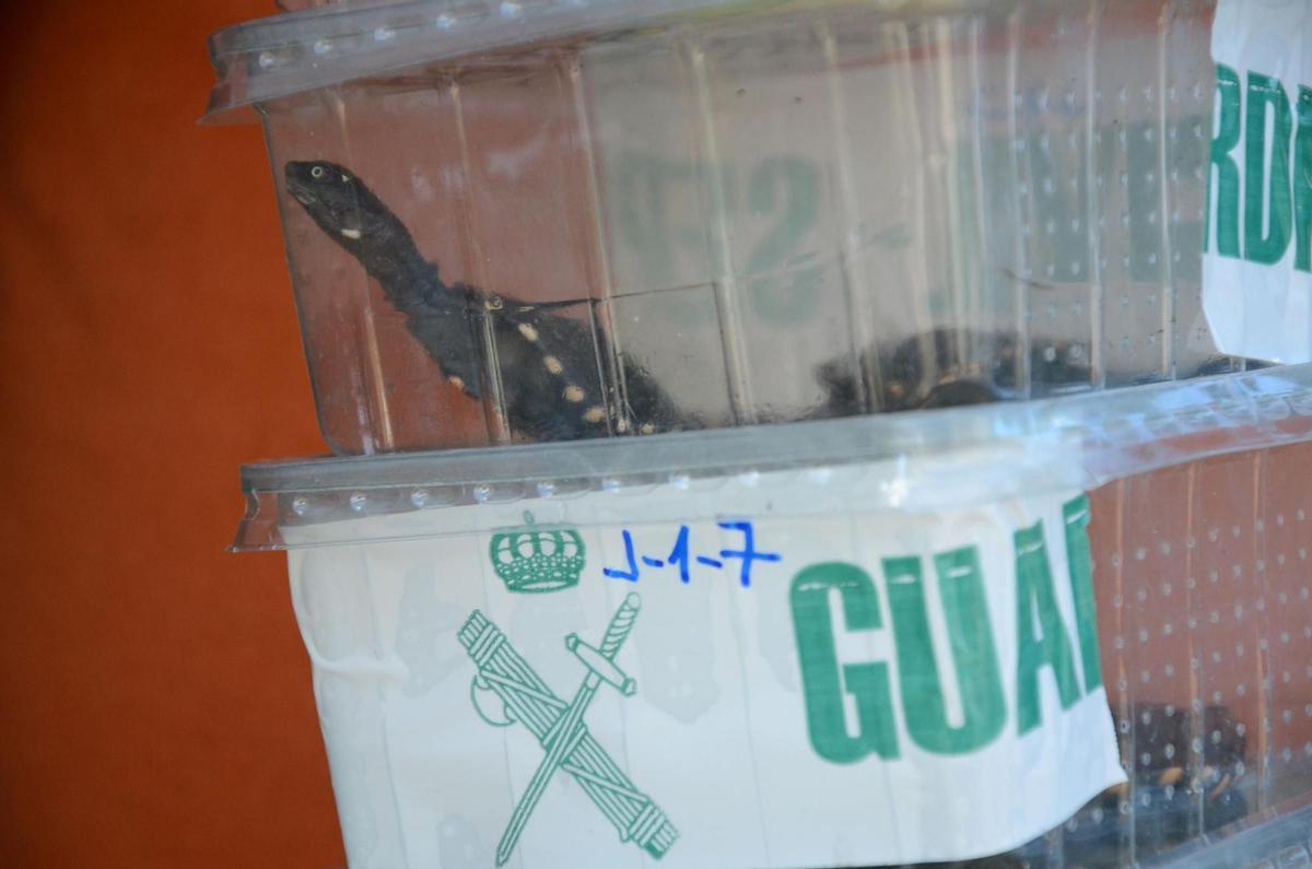 Juzgan a una pareja por tener en Mallorca el mayor criadero ilegal de tortugas de Europa