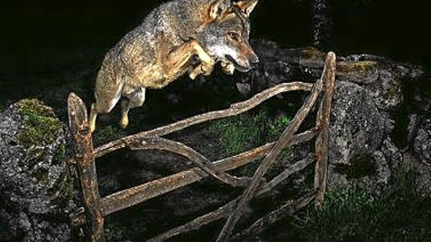 Investigada la foto del lobo ibérico que ganó un premio