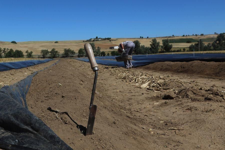 Recolecta de espárragos en Fuentesaúco (Zamora)