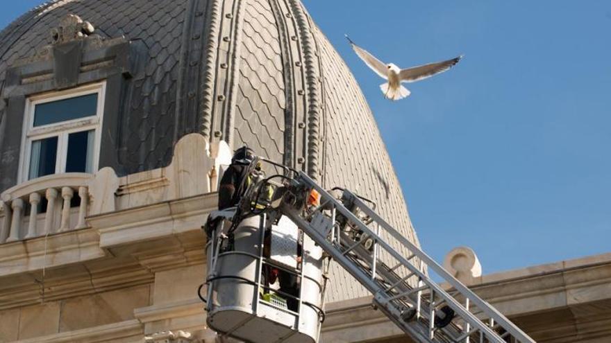 Servicios municipales inspeccionando los nidos de gaviotas en el tejado del Ayuntamiento de Cartagena