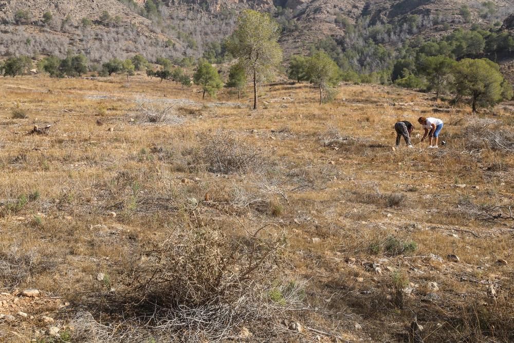 La Tercera Edad participa en la plantación de un centenar de árboles