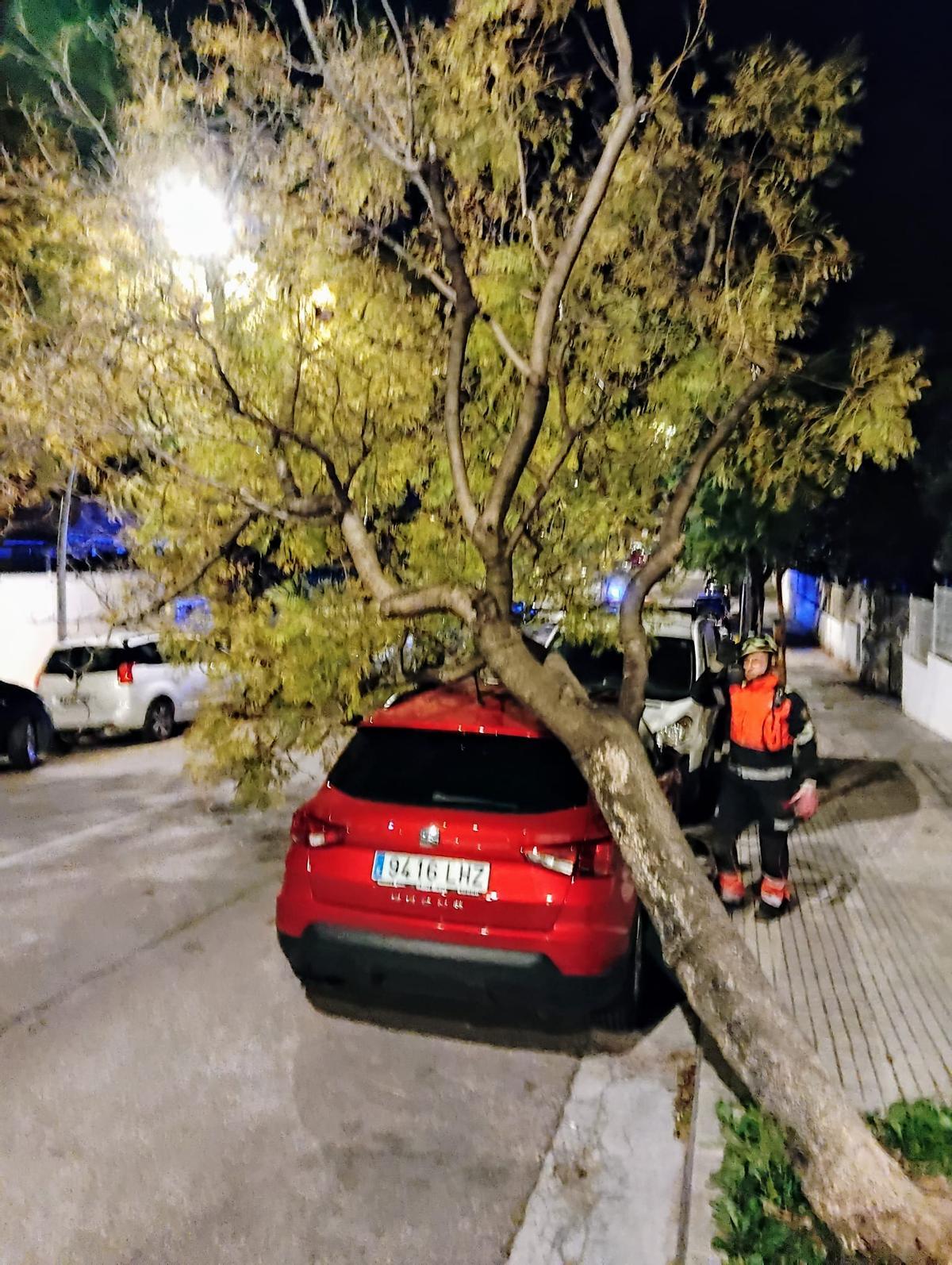 Un árbol desplomado sobre un coche esta madrugada en sa Vileta.