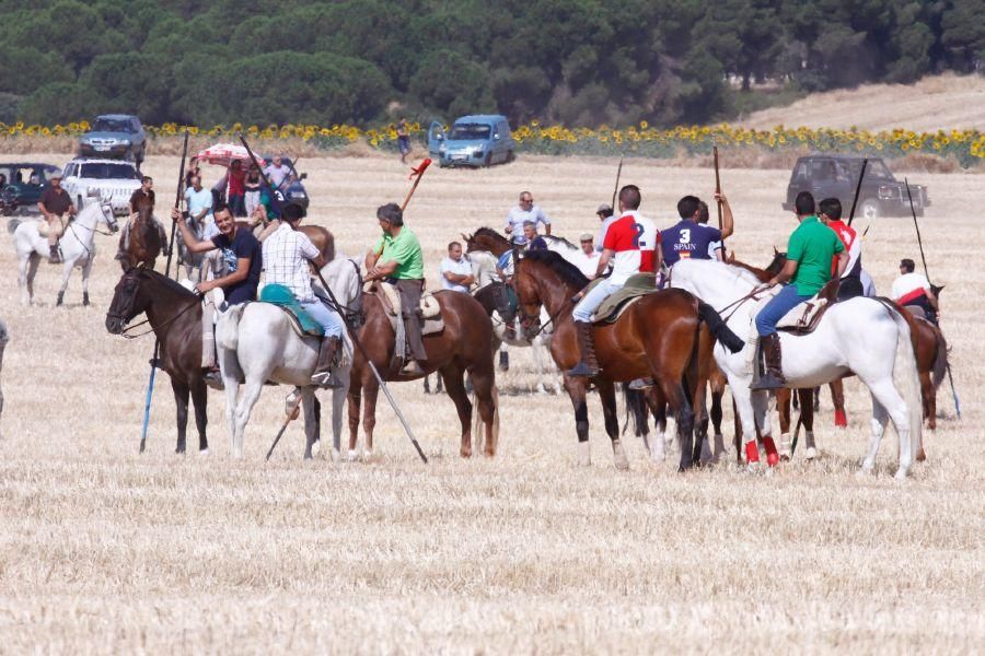 Fiestas en Zamora: Encierro campero en VIllaescusa