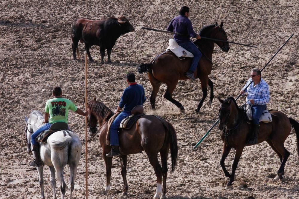 Encierro en Sanzoles (Zamora)