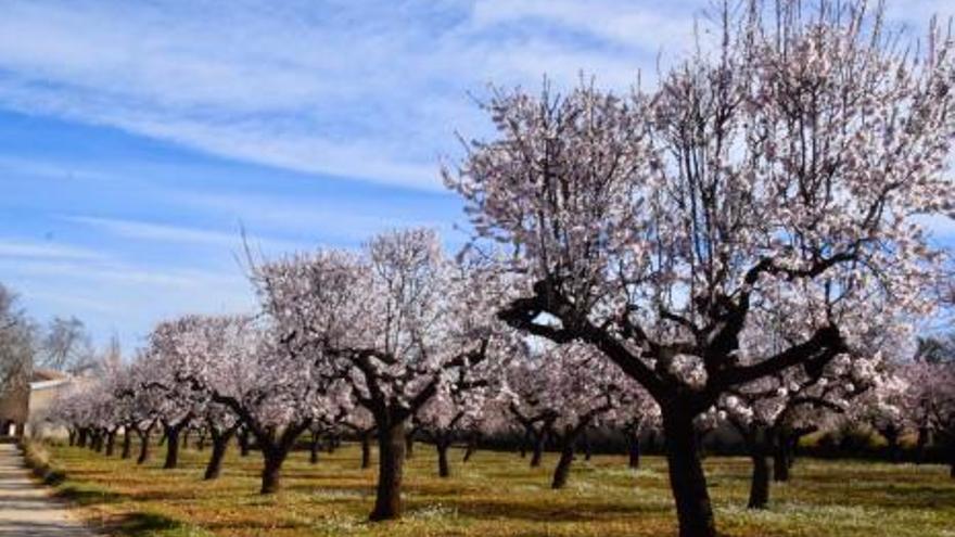 Campo con almendros en flor en la provincia de Castellón.