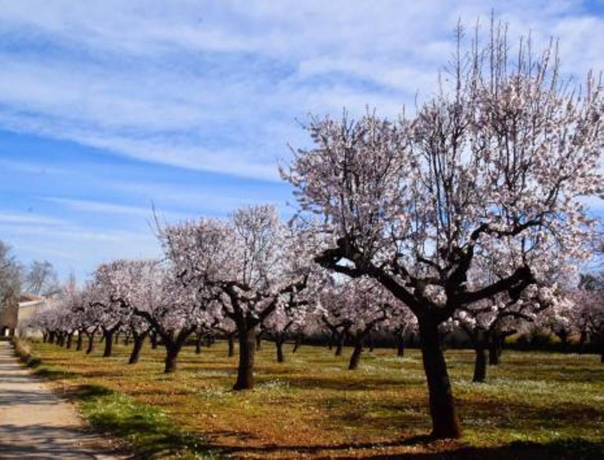 Estas son las mejores imágenes de almendros en flor en toda la provincia de Castellón