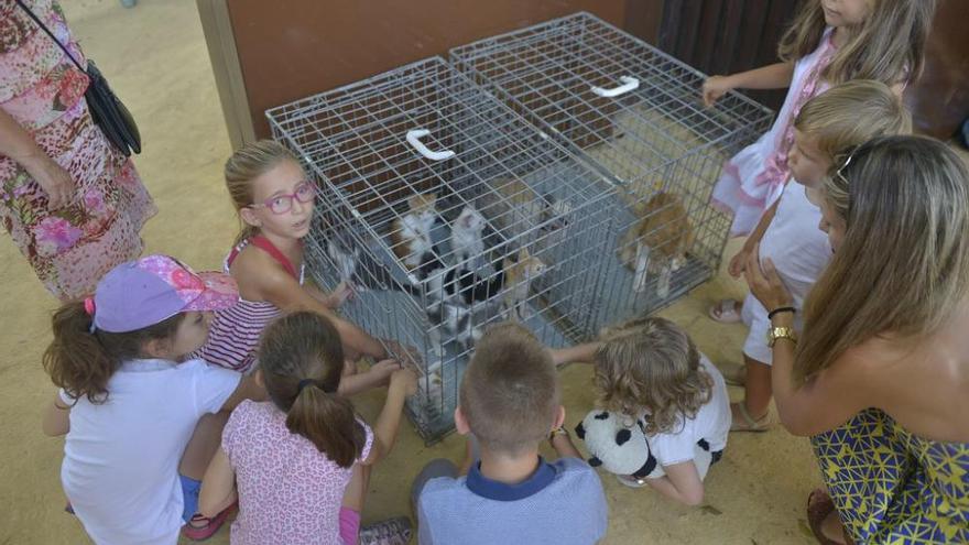 Muestra de mascotas de la perrera municipal en Murcia