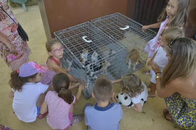 Muestra de mascotas de la perrera municipal en Murcia