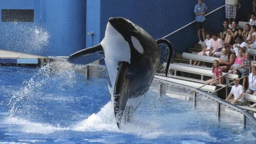 Muere Tilikum, la orca cautiva que mató a su entrenadora