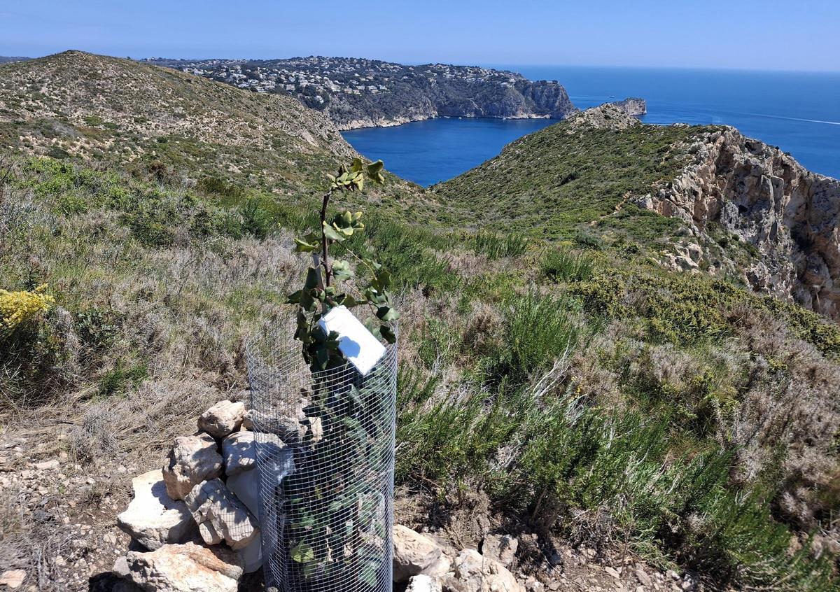 El algarrobo que se ha sembrado en memoria de un senderista fallecido el pasado año
