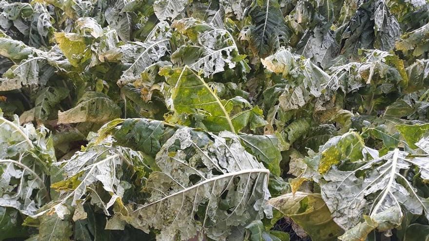 Asaja reclama indemnizaciones por los graves daños que provocó la tormenta de granizo en Jarandilla de la Vera