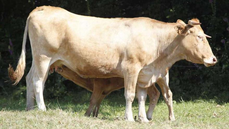 Una vaca y un ternero de raza rubia galega en una explotación de vacuno de carne.