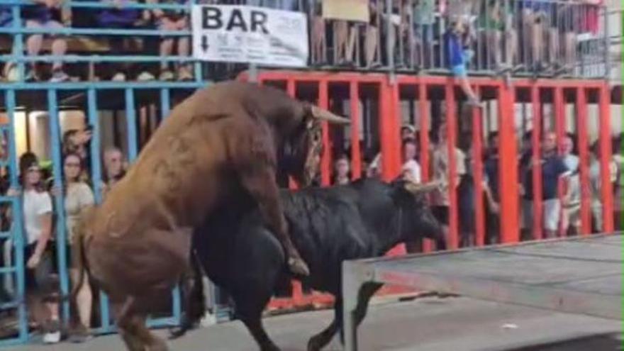 Fogosa entrada en los "bous al carrer" de Calp: los toros, en el acto