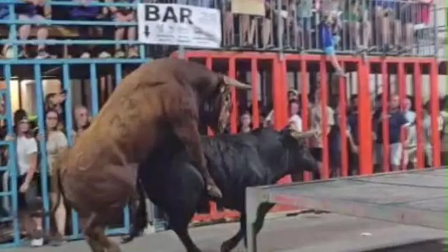Fogosa entrada en los "bous al carrer" de Calp: los toros, en el acto