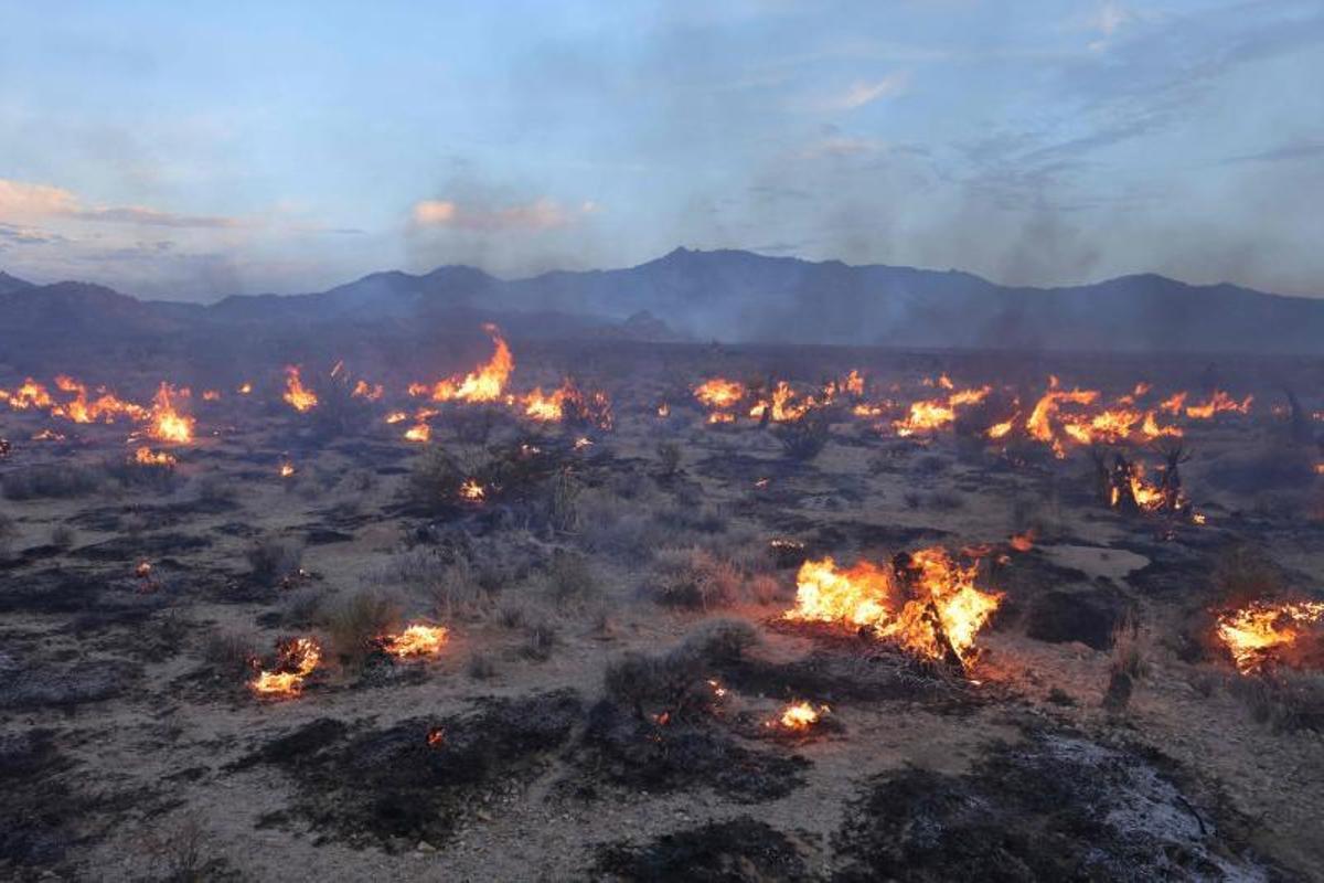 Arde la Reserva Nacional de Mojave entre California a Nevada