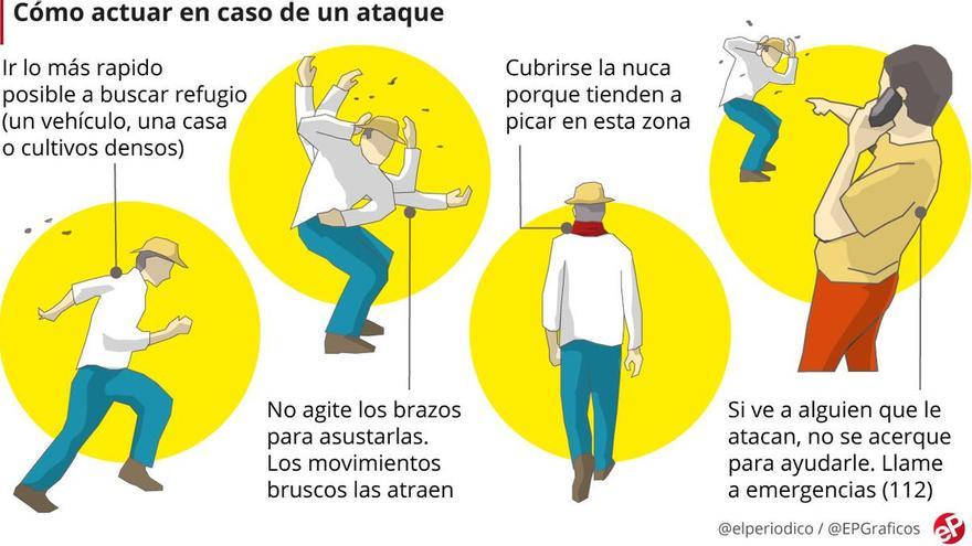 Los peculiares consejos de Galicia contra el ataque de la avispa asesina