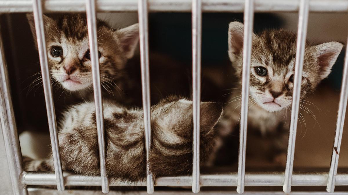 Gatos esperando ser adoptados en Son Reus.