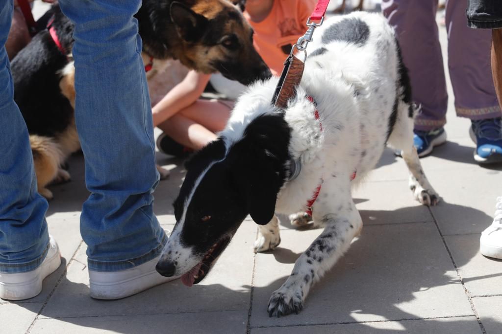 Pasarela de perros de adopción en Bioparc