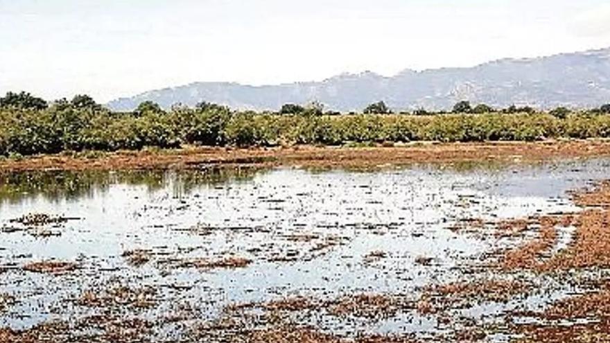 La Generalitat aprova expropiar l'estany de Vilaüt dels Aiguamolls de l'Empordà