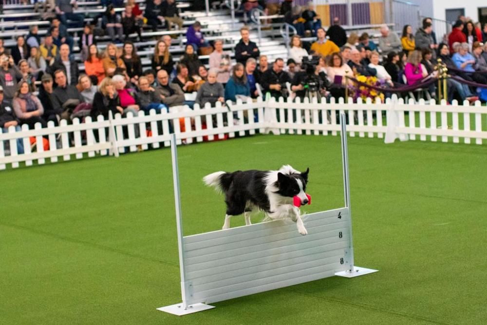 El Westminster Kennel Club, un dels shows de gossos de raça més importants del món