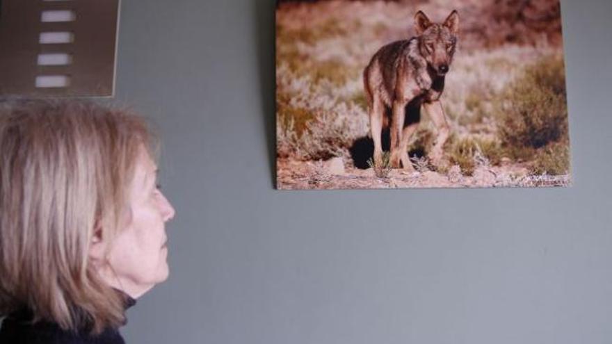 Una mujer observa la foto de un lobo en una exposición celebrada en Sanabria.