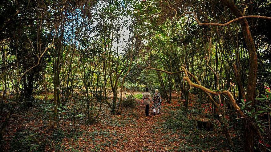 Un ecosistema con fauna propia. El jardín de A Saleta se convierte en muchas zonas en un auténtico bosque. En consecuencia, es el hogar de numerosos animales. Silvia Rodríguez Coladas explica que en la finca anidan petirrojos, mirlos, abubillas, palomas torcaces y hasta lechuzas. En las zonas más espesas también viven mamíferos, como los conejos y hasta algún zorro. | IÑAKI ABELLA