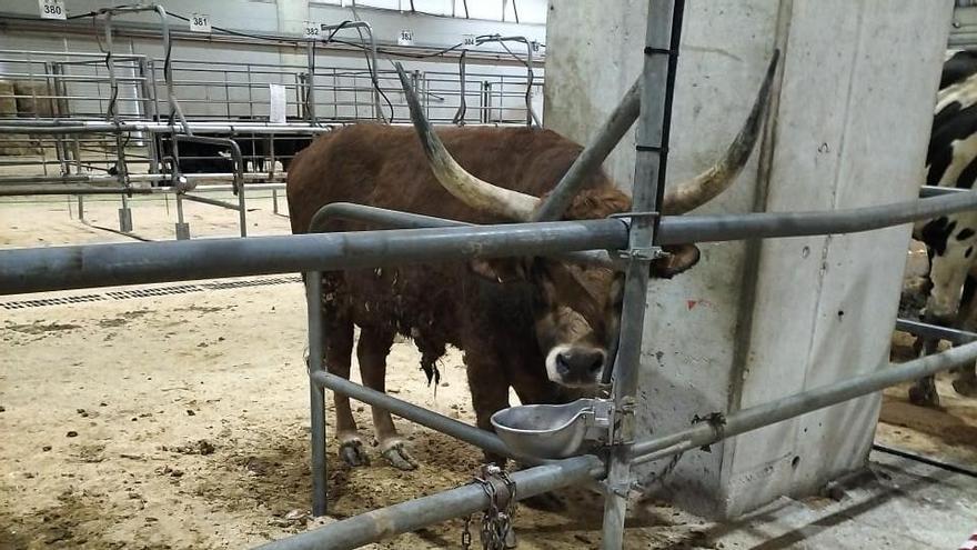 El animal implicado en el suceso.