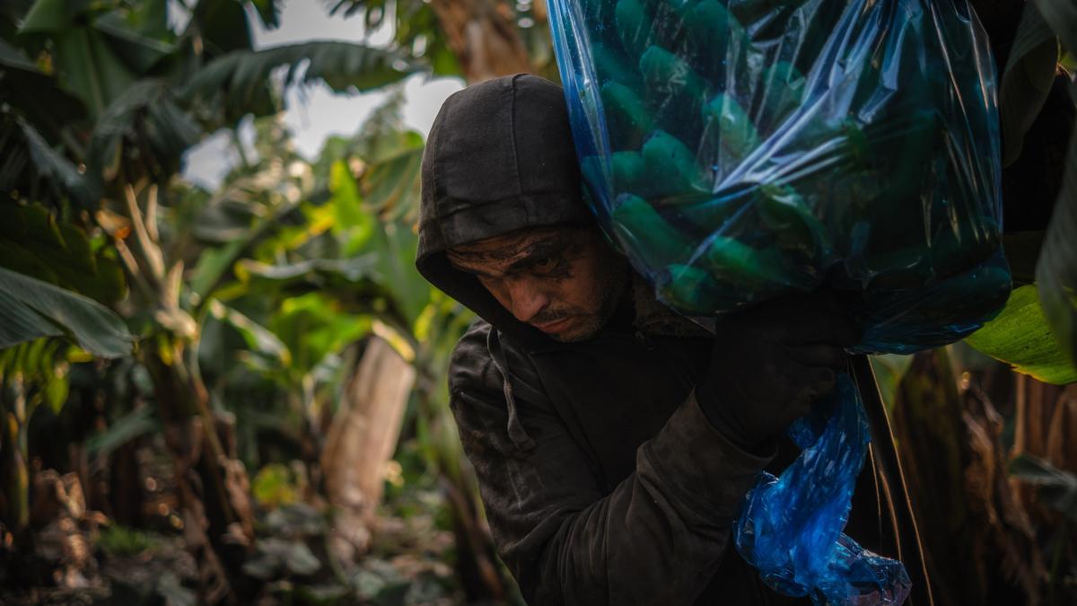 Trabajador de una finca de plátanos de La Palma intenta recuperar la fruta tras la erupción.