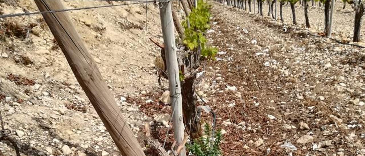 Los conejos buscan alimento en las viñas pero también secan las cepas al comerse los troncos y romper las conducciones del riego por goteo.