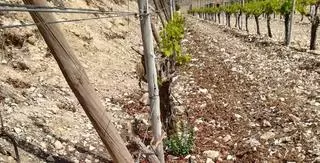 Los agricultores piden ampliar la caza del conejo para que la plaga no acabe con la uva