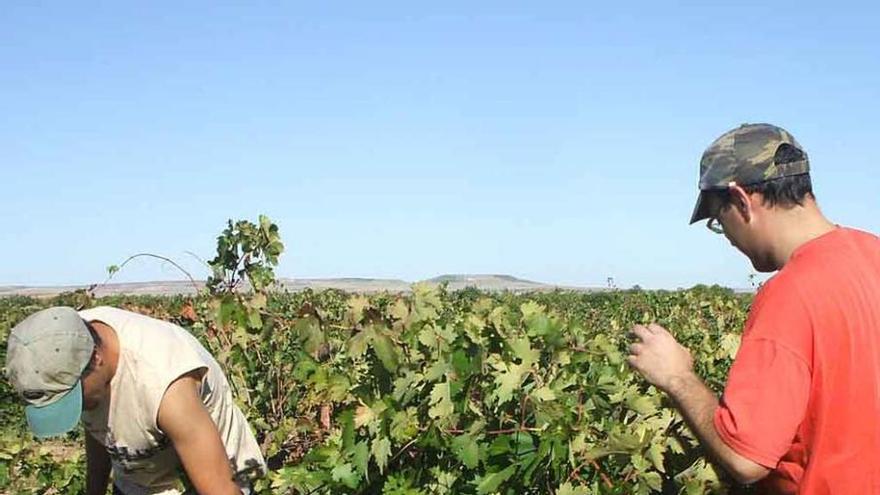 Dos jornaleros recolectan uva en una parcela de viñedo de la DO.