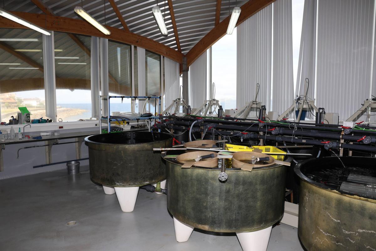 Tanques de cultivo de diferentes organismos.