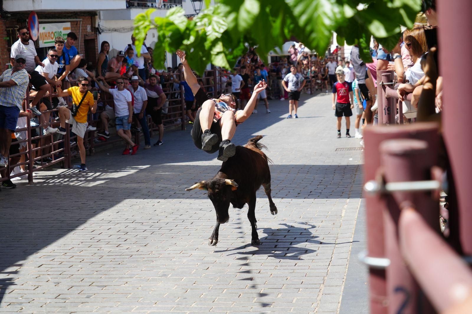 Alcaracejos vive con intensidad el inicio de sus tradicionales encierros de vaquillas