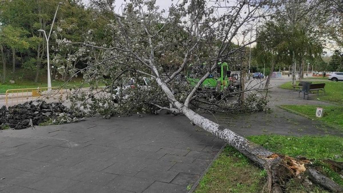 Un árbol caído por los fuertes vientos en Castelldefels, este 20 de noviembre.