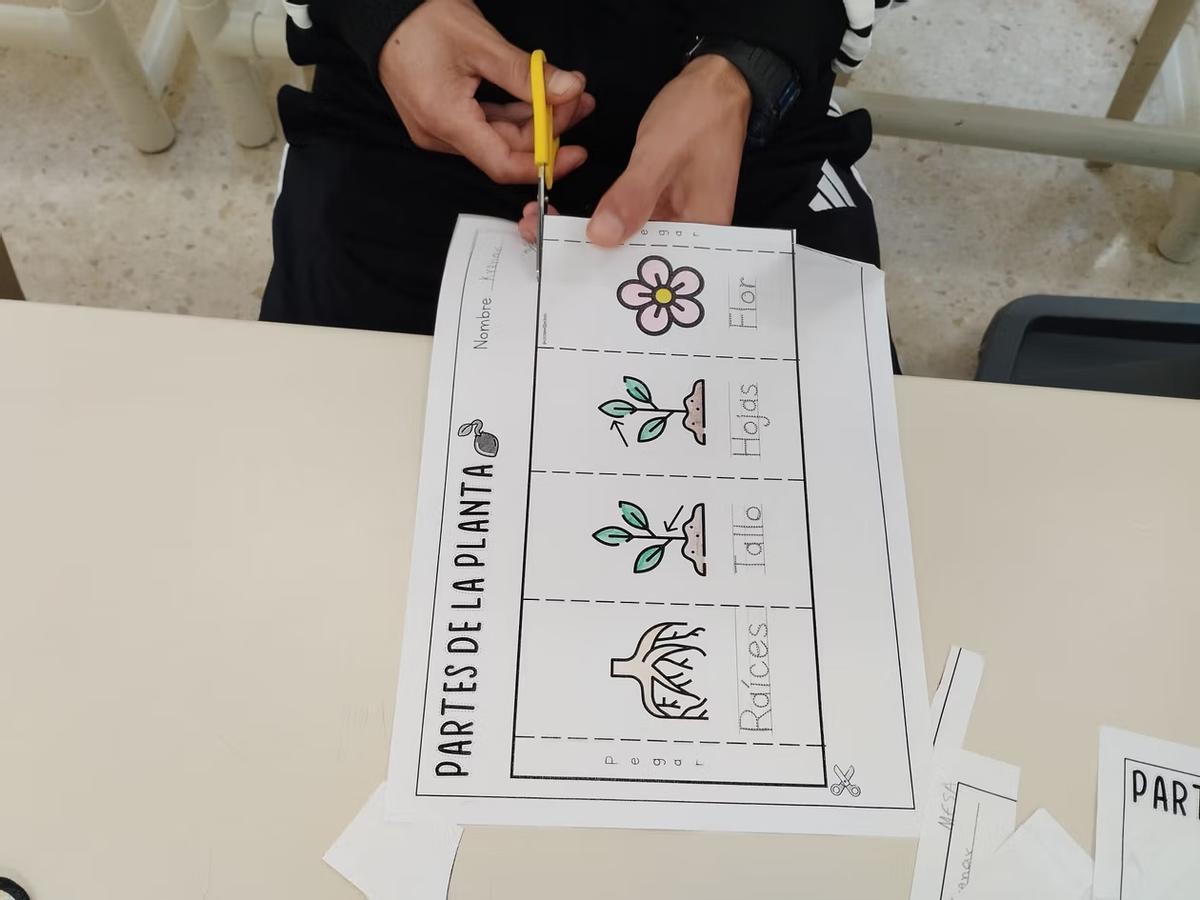 Un estudiante aprende las partes de una planta