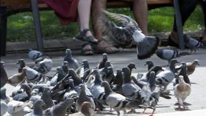 Palomas en la ciudad