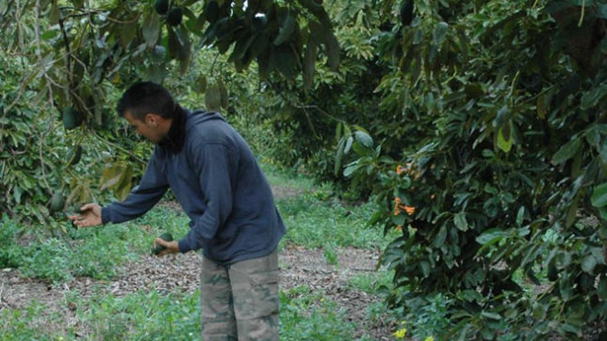 Un agricultor examina el estado de sus frutos.