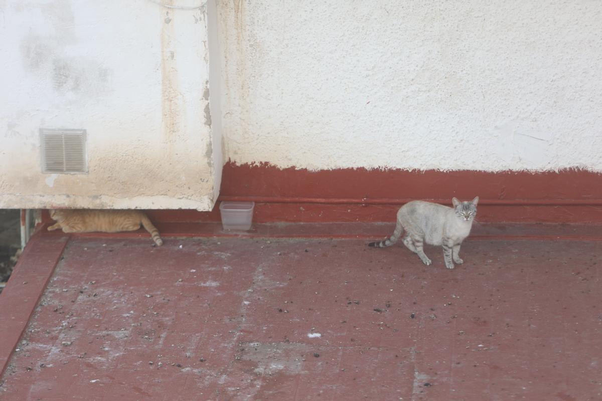 Un plástico con agua entre dos gatos en la colonia felina comunitaria