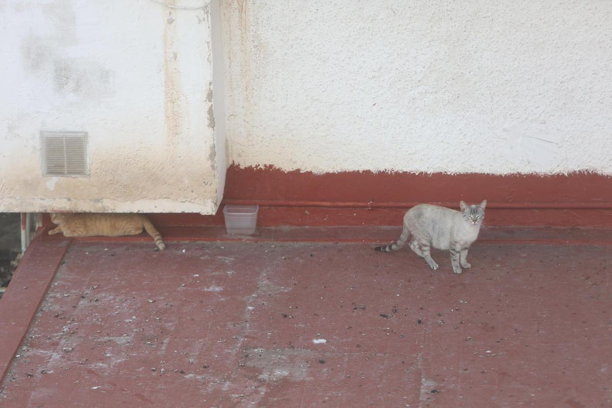 Un plástico con agua entre dos gatos en la colonia felina comunitaria