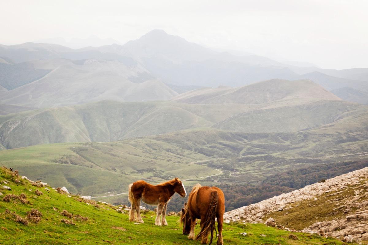 El precioso paisaje con la fauna de la Selva de Irati (Navarra)