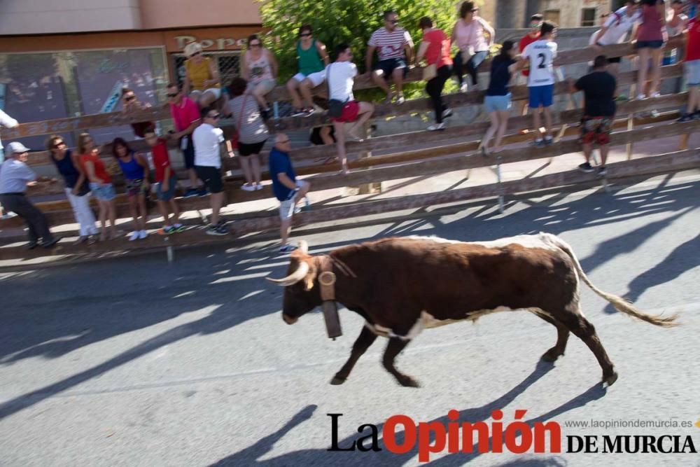 Última suelta de vacas en Moratalla