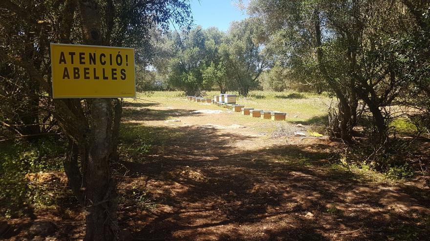 Esta es la batalla por la miel de Mallorca