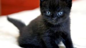 Paralitzades les adopcions de gats negres per Halloween
